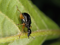 Compsapoderus erythrogaster
