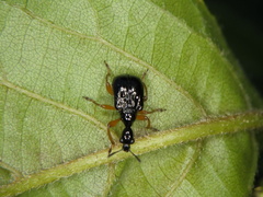 Compsapoderus erythrogaster