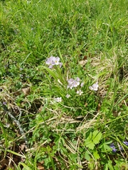 Cardamine pratensis