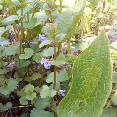 Glechoma hederacea