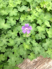 Geranium