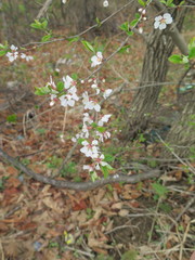 Prunus tomentosa