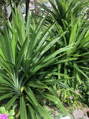 Pandanus amaryllifolius