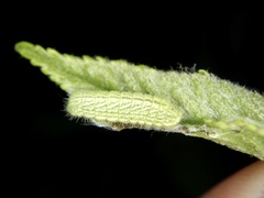 Neozephyrus japonicus