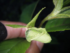 Compsapoderus erythrogaster