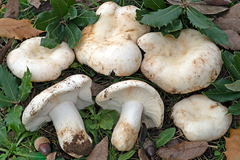 Russula ilicis