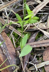 Eriochilus dilatatus