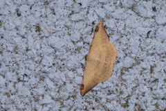 Luxiaria phyllosaria