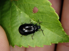 Agelastica coerulea