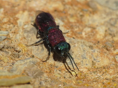 Chrysura dichroa
