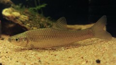 Pseudorasbora parva