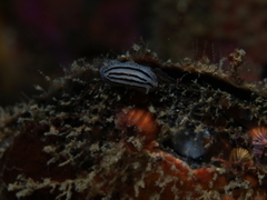 Phyllidiopsis phiphiensis
