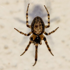 Zygiella x-notata