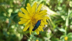 Haplomalachius flabellatus