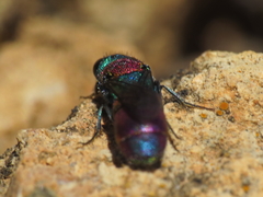 Chrysura dichroa
