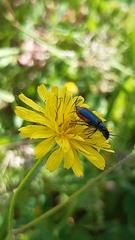 Haplomalachius flabellatus