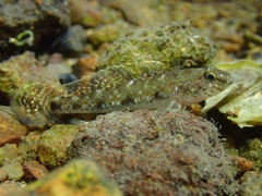 Favonigobius reichei
