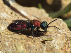 Chrysura dichroa