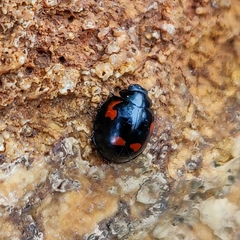 Exochomus quadripustulatus