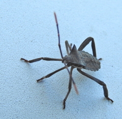 Elasmopoda