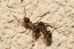 Lasius emarginatus