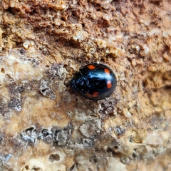 Exochomus quadripustulatus
