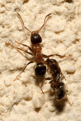Lasius emarginatus