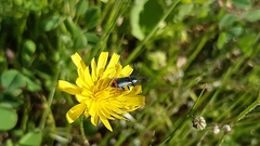 Haplomalachius flabellatus