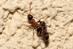 Lasius emarginatus