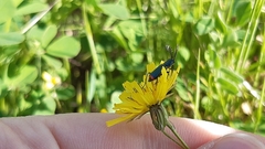 Haplomalachius flabellatus