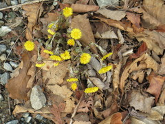 Tussilago farfara