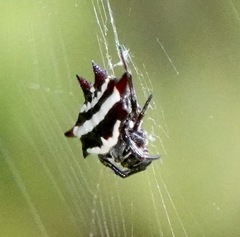 Gasteracantha doriae