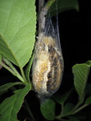 Euthrix albomaculata directa