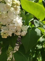 Syringa vulgaris