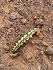 Hyles tithymali tithymali