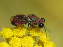 Euchroeus limbatus