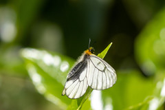 Parnassius glacialis