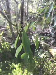 Erythroxylum australe