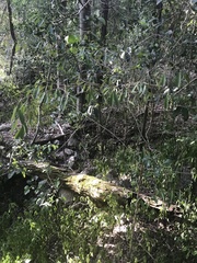 Erythroxylum australe