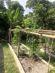 Psophocarpus tetragonolobus