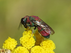 Euchroeus limbatus