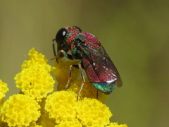 Euchroeus limbatus