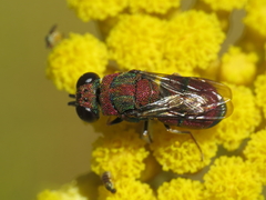Euchroeus limbatus