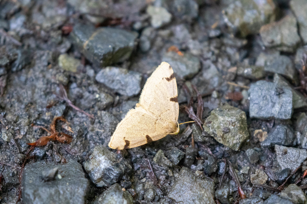 Heterophleps confusa