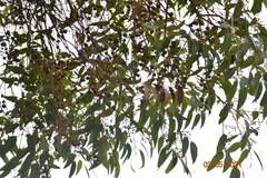 Eucalyptus marginata