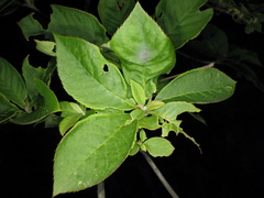 Clethra barbinervis