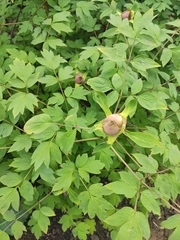 Magnoliopsida