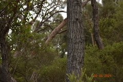 Eucalyptus marginata