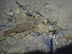 Macrobrachium heterorhynchos