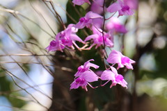 Dendrobium bigibbum
